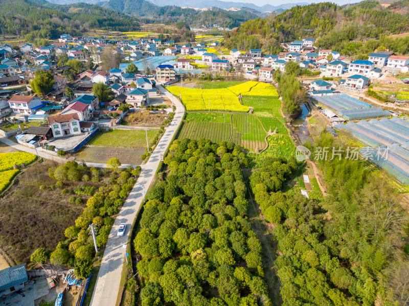 农田油菜花美丽乡村航拍摄影图