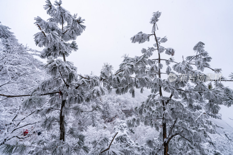 老君山下雪大山森林雾凇景观