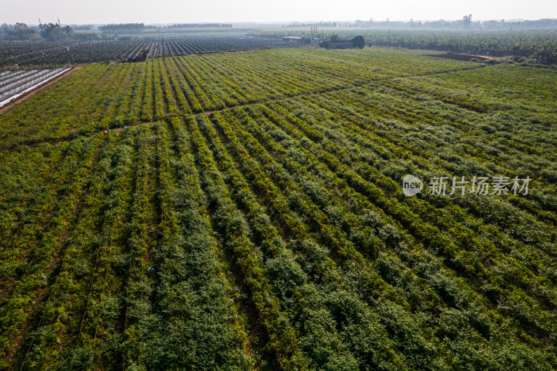 辣椒种植园航拍