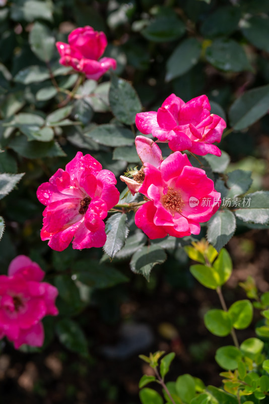 花坛中盛开的月季花特写