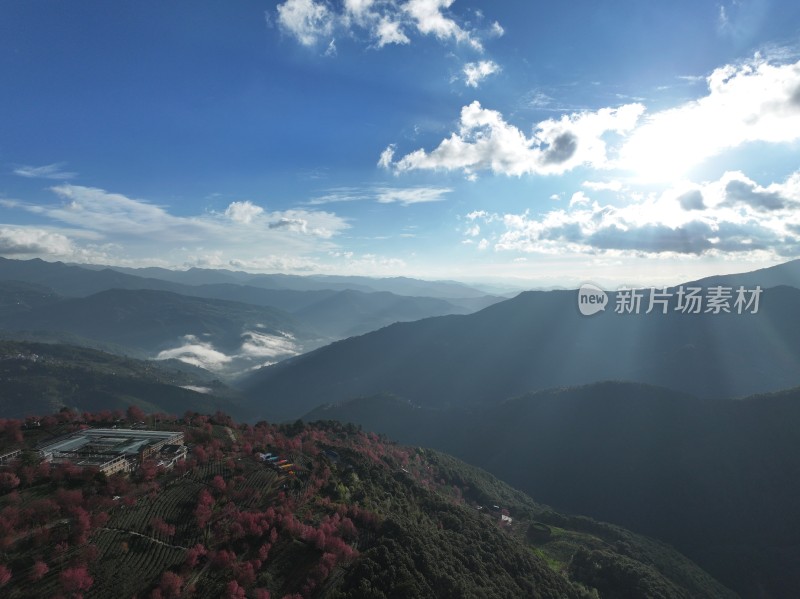 大理无量山樱花谷