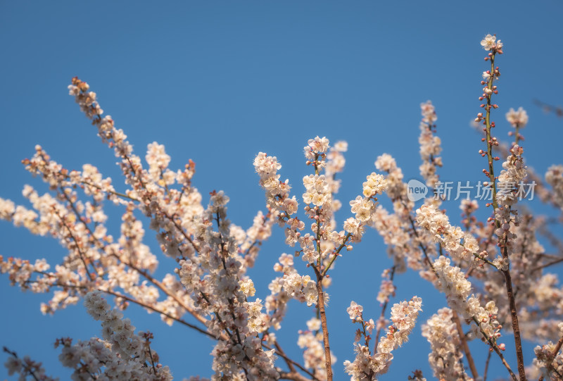 蓝天映衬下盛开的花朵