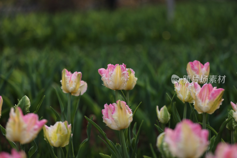 杭州太子湾公园绽放的粉色郁金香粉鹦鹉