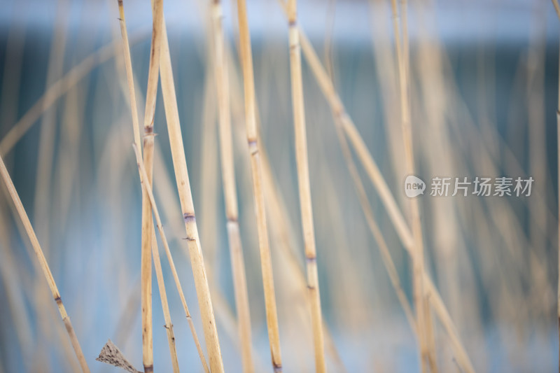 芦苇小景