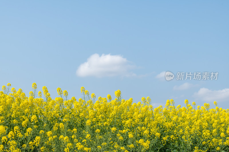 春天盛开的油菜花