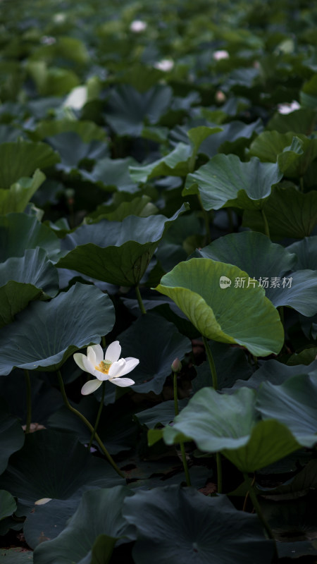 夏季公园荷塘荷叶丛中荷花特写