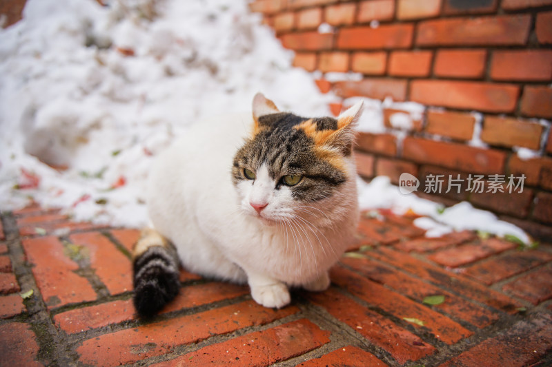 户外猫冬季雪堆地面墙角