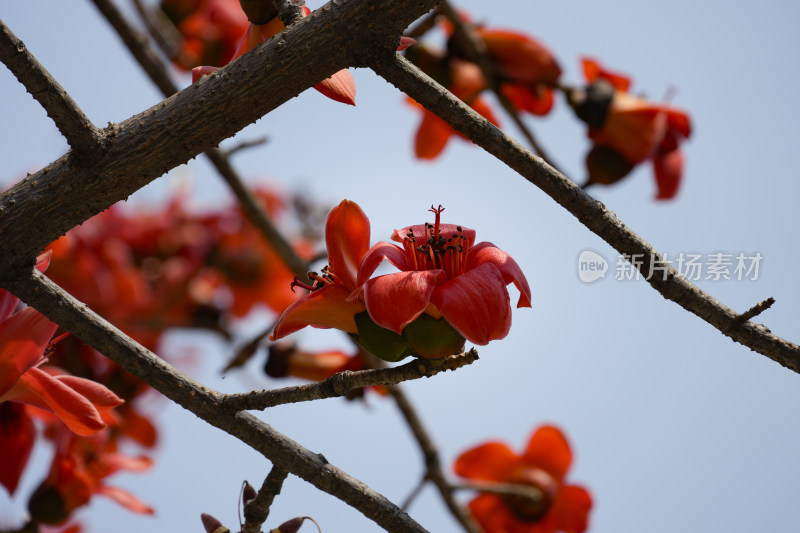 盛开的木棉花