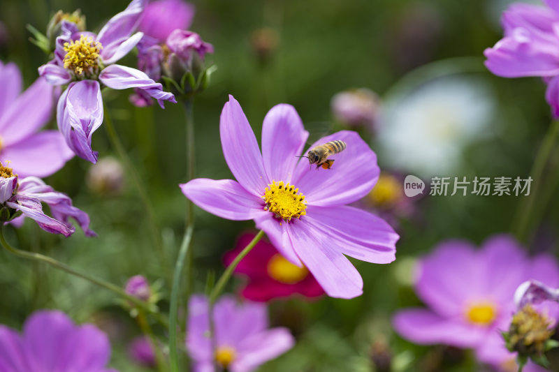 春天里盛开的格桑花