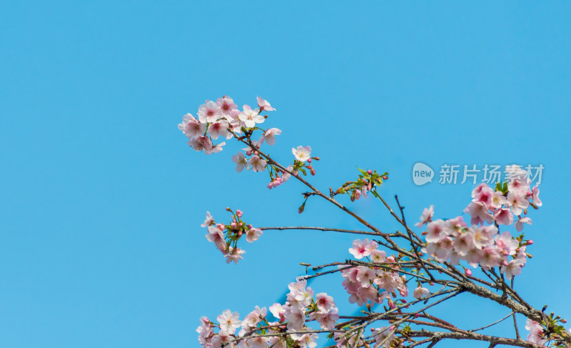 蓝天下盛开的美丽樱花树枝特写