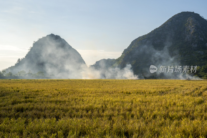 焚烧过后有稻田