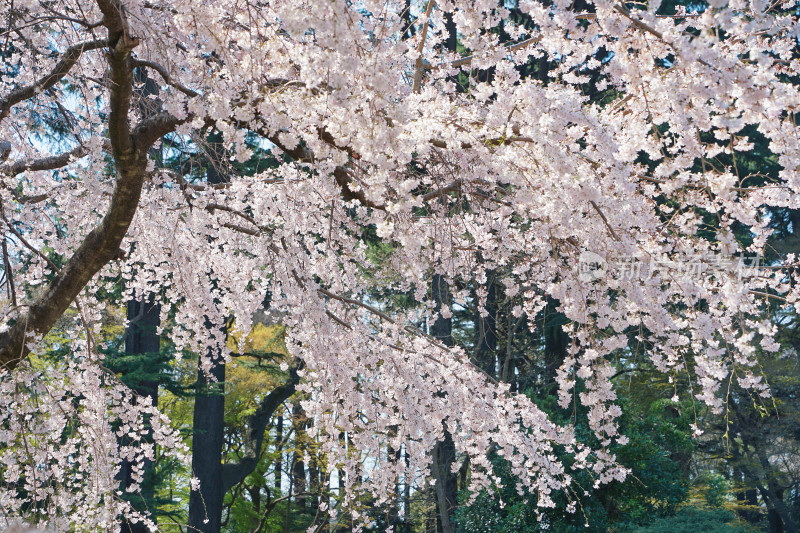 日本东京，新宿御院，樱花/垂枝樱