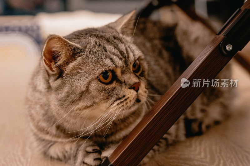 房间里可爱的宠物猫咪