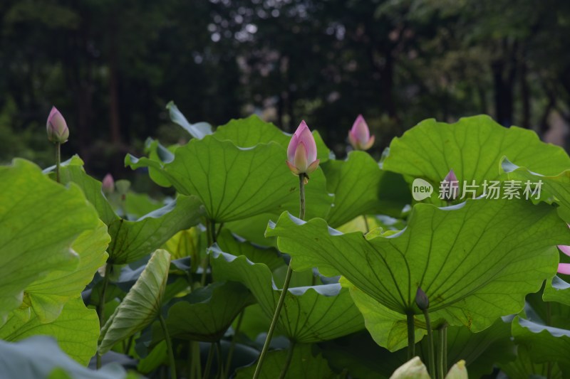 广东东莞：清溪公园荷花盛开