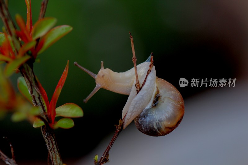 小蜗牛在植物上爬动