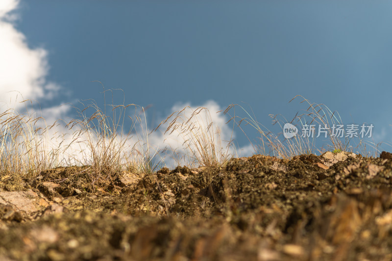 蓝天白云石头野草