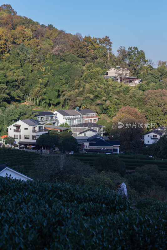 杭州龙井树十里锒铛茶园与民居景致