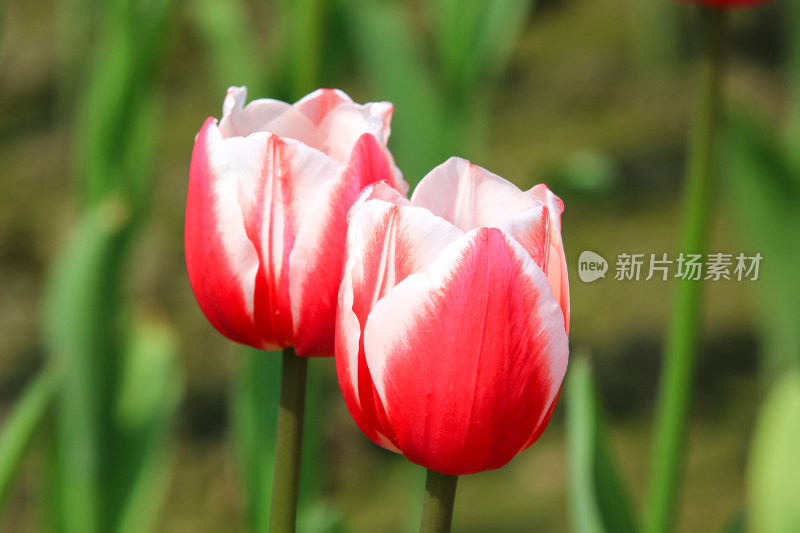 郁金香鲜花实拍背景