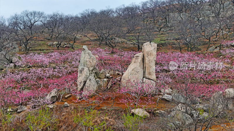 费县桃花