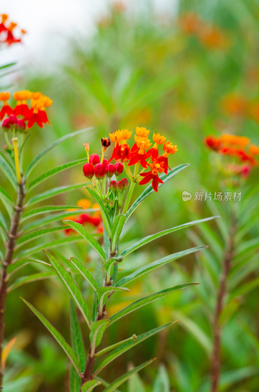 马利筋花朵