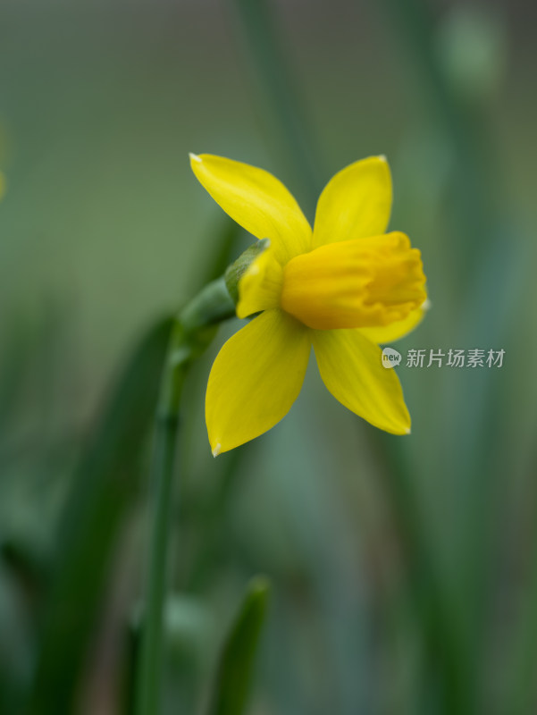 水仙花特写