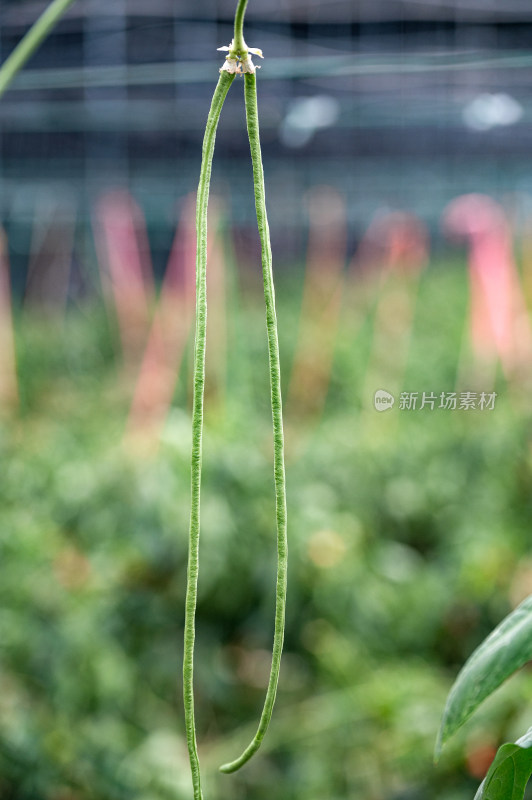 蔬菜大棚里的豇豆长豆角特写镜头