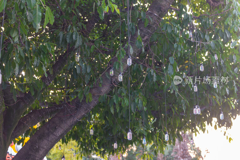 挂在树上的灯泡的低角度视图