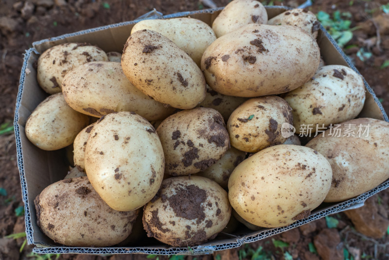 田野里刚收获的土豆