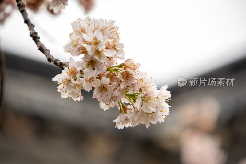 春日樱花烂漫枝头鲜花盛开