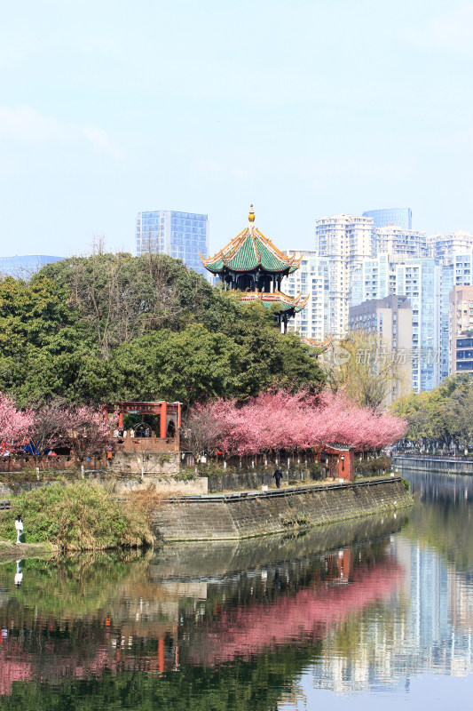 成都望江楼公园春日红梅花开