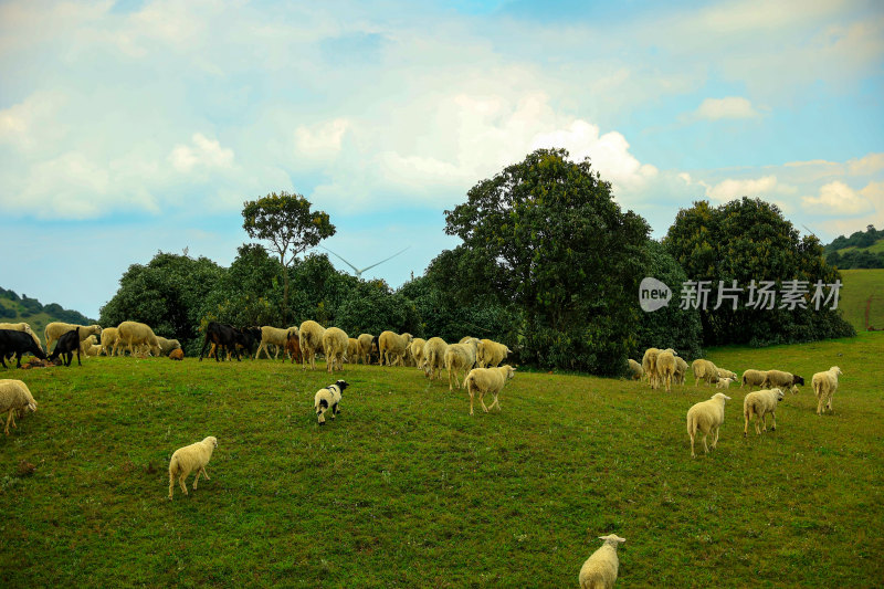 草原牧羊场景