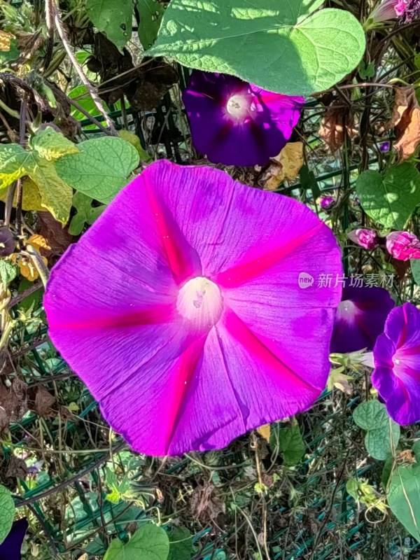 盛开的紫色牵牛花特写