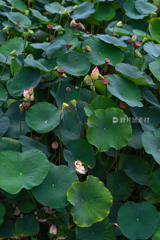 夏天池塘里的荷叶