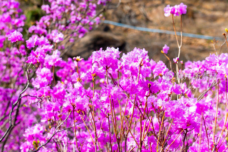 青岛大珠山杜鹃花风光