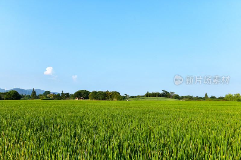 生长的的稻田稻穗,乡村经济