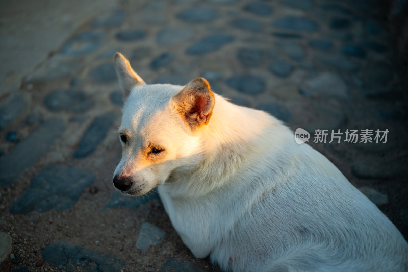 灵山岛风景区夕阳下的小狗