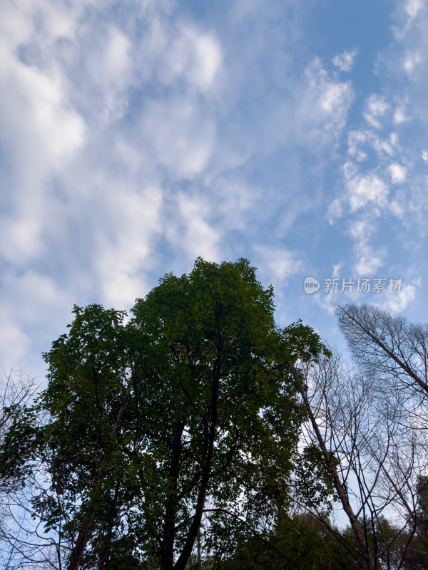 光秃秃的树对着天空的低角度视图