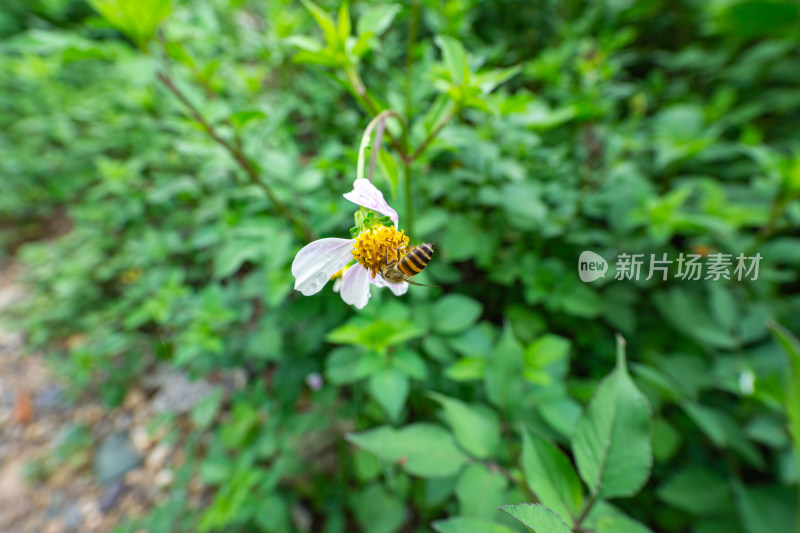 蜜蜂在花上授粉的特写镜头