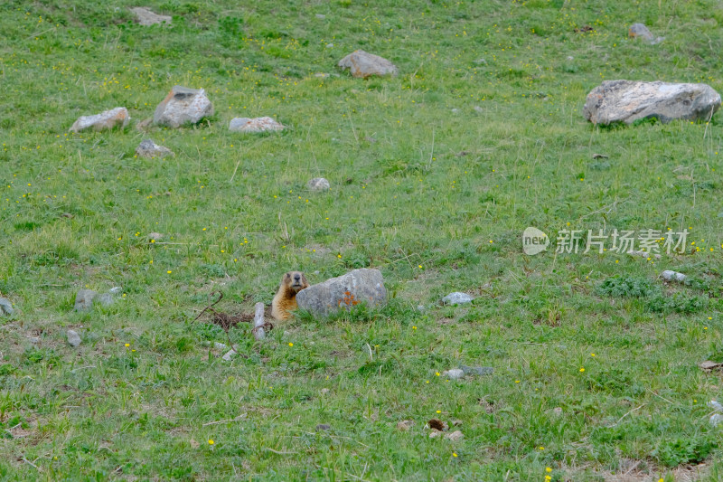 新疆夏塔景区草原上的土拨鼠