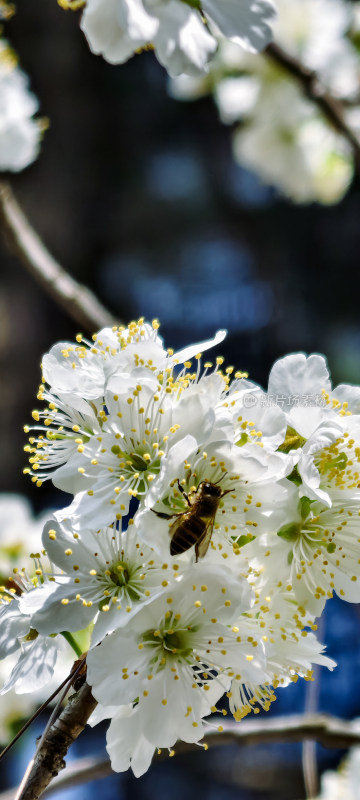 蜜蜂采蜜白色樱花 花卉特写