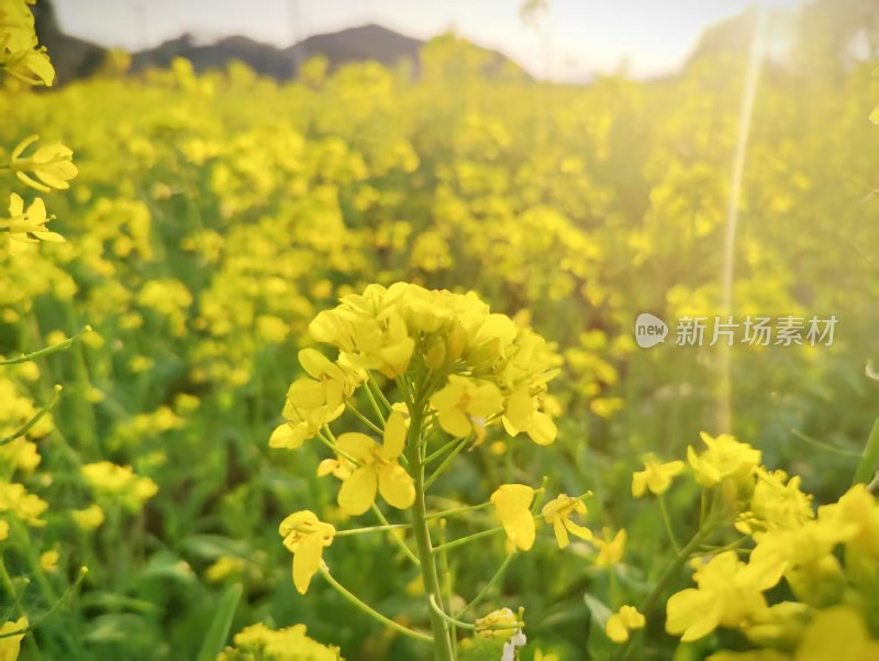 大片金黄油菜花田的美丽景象