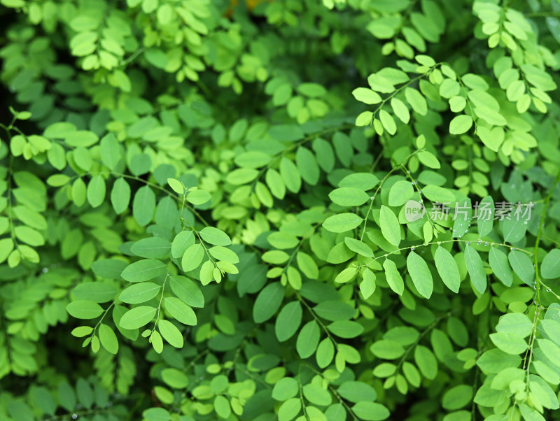 春天满屏绿色植物叶子特写的自然风景背景图