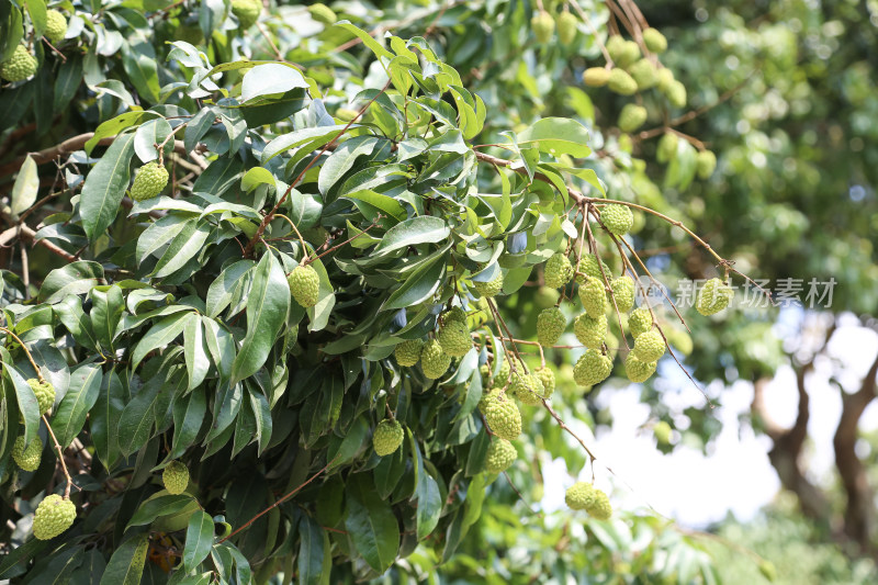 挂满荔枝的荔枝树