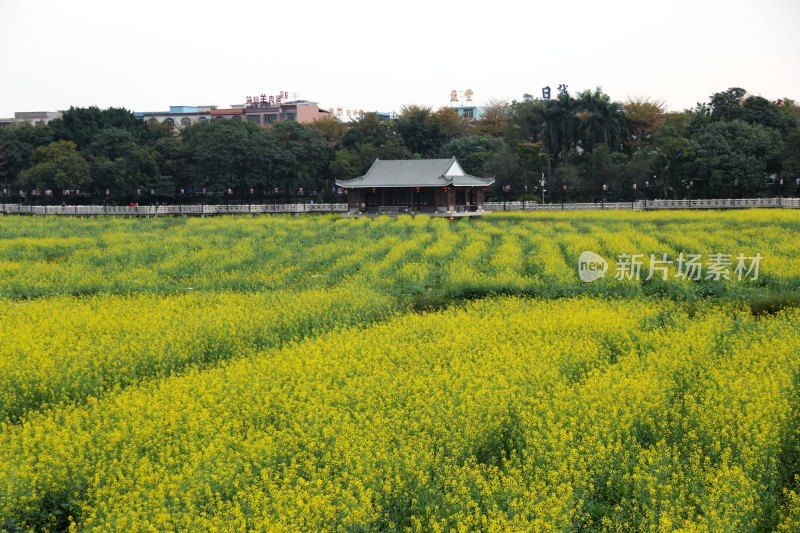 广东东莞：莲湖风景区油菜花田