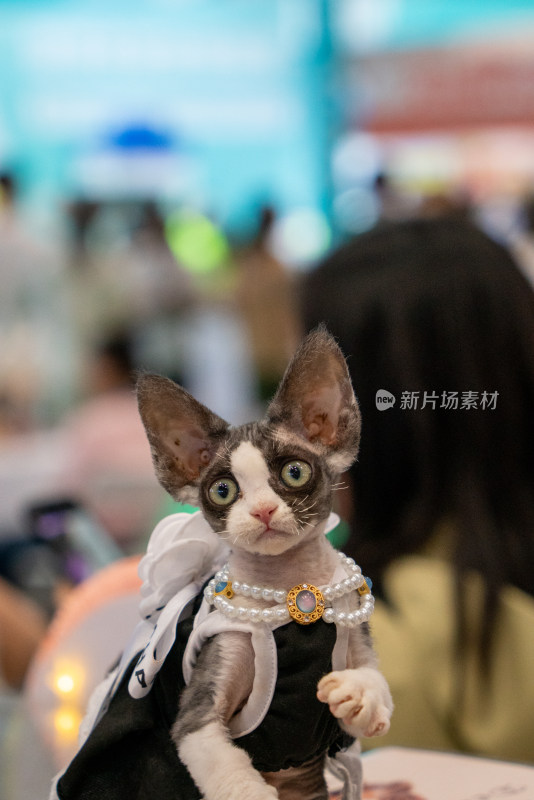 可爱猫猫，重庆世界宠物博览会