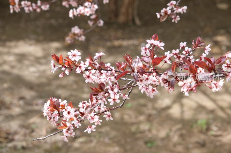 盛开的樱花