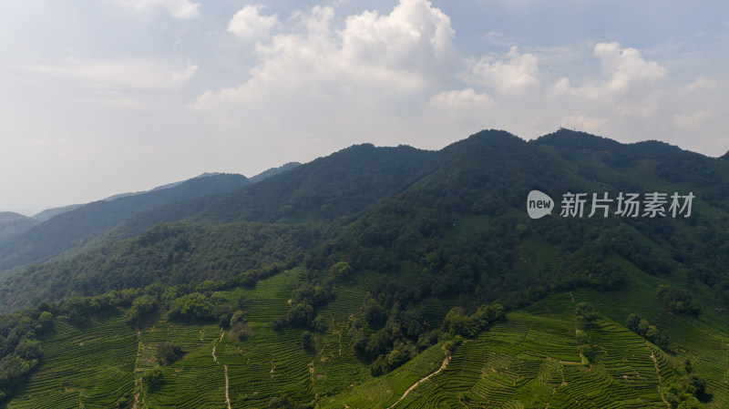 航拍杭州西湖龙井茶园 十里琅珰 龙井问茶