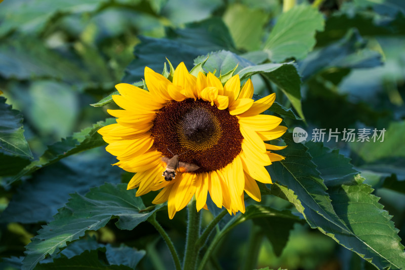 一朵蜂蛾采蜜的向日葵花特写