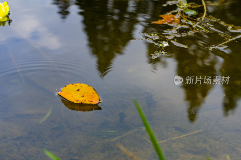 漂浮在水面上的一片黄叶