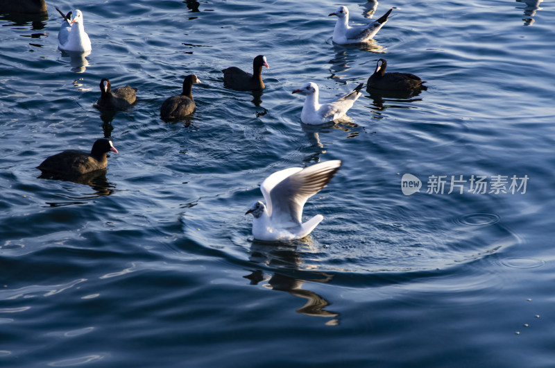 云南丽江泸沽湖海鸥水鸟野生动物